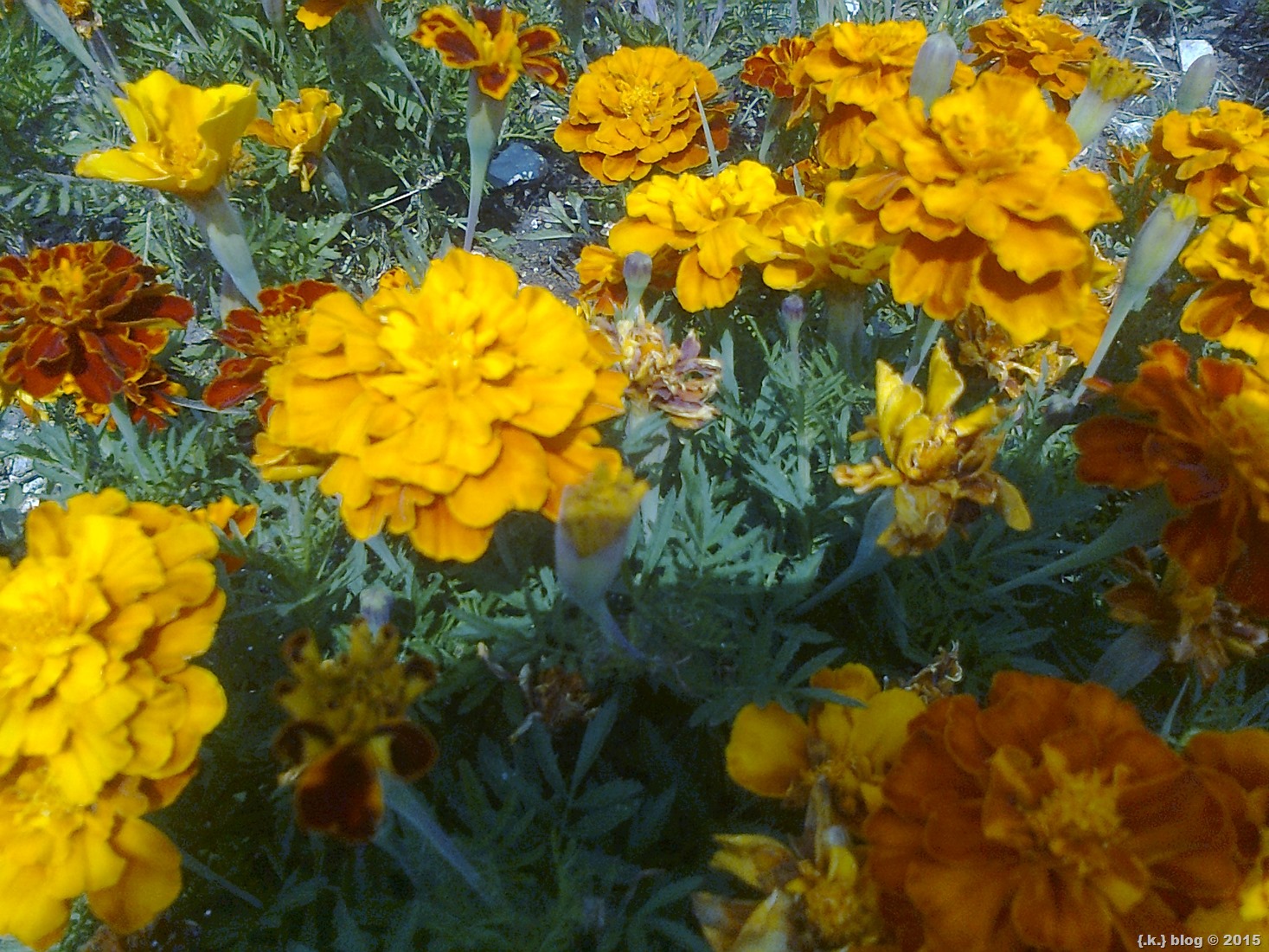 Φωτογραφία1041